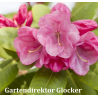 Rhododendron williamsonii GARTENDIREKTOR GLOCKER