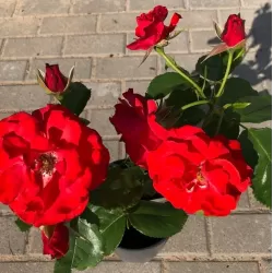 Rožė - Rosa MONTANA