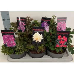 Svyrančio rododendro Scarlet Wonder sodinukai su pristatymu į namus