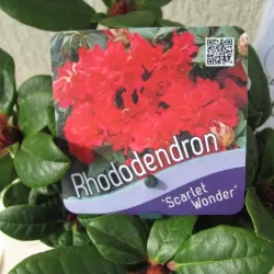 Svyrančio rododendro Scarlet Wonder sodinukai su pristatymu į namus