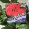 Svyrančio rododendro Scarlet Wonder sodinukai su pristatymu į namus