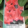 Svyrančio rododendro Scarlet Wonder sodinukai su pristatymu į namus