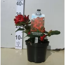 Svyrančio rododendro Scarlet Wonder sodinukai su pristatymu į namus