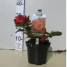 Svyrančio rododendro Scarlet Wonder sodinukai su pristatymu į namus