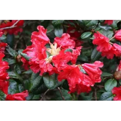 Svyrančio rododendro Scarlet Wonder sodinukai su pristatymu į namus
