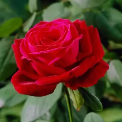 Rosa MISTER LINCOLN