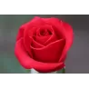 Rosa MISTER LINCOLN