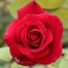 Rožė - Rosa MISTER LINCOLN