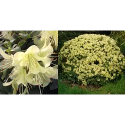 Garden plants/Trees/Flowers/ web-shop
