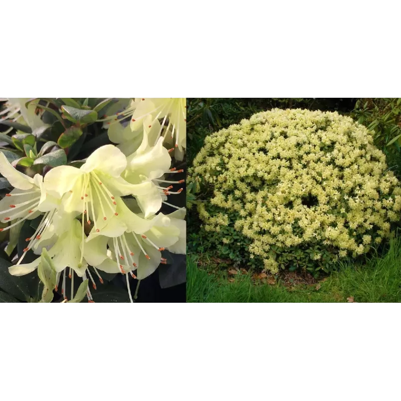 Rododendras - Rhododendron keiskei x hanceanum PRINCESSE ANNE