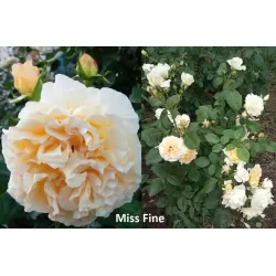 Rožė - Rosa MISS FINE® 2026 m