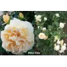 Rožė - Rosa MISS FINE® 2026 m