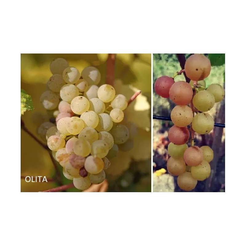 Užsisakyk augalus pavasariui jau dabar