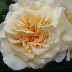 Rožė - Rosa MISS FINE® 2026 m