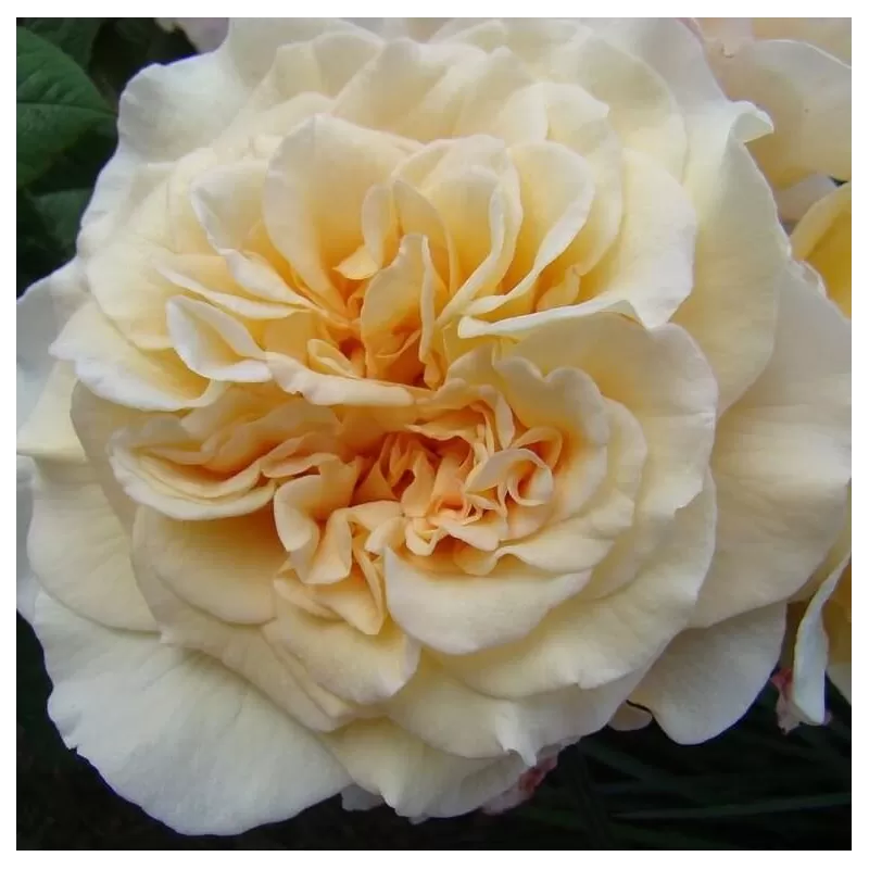 Rožė - Rosa MISS FINE® 2026 m