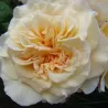 Rožė - Rosa MISS FINE® 2026 m