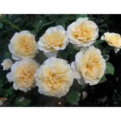 Rožė - Rosa MISS FINE® 2026 m