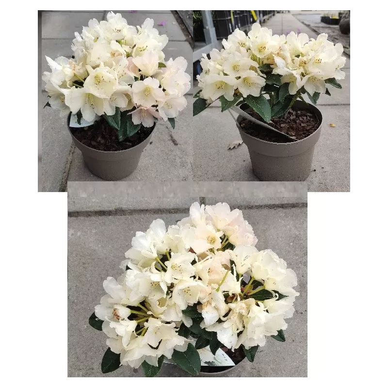 Rhododendron GOLDEN TORCH