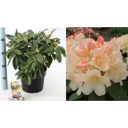 Rhododendron GOLDEN TORCH