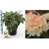 Rhododendron GOLDEN TORCH