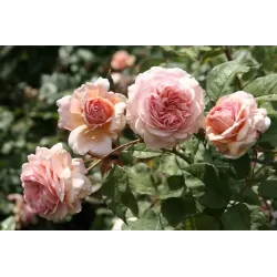 Rožė - Rosa MAXIMA ROMANTICA