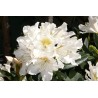 Rhododendron caucasicum CUNNINGHAMS WHITE