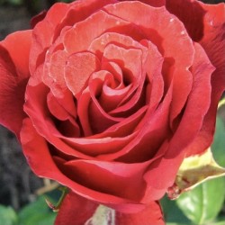 Rožė - Rosa MARYLOU ®