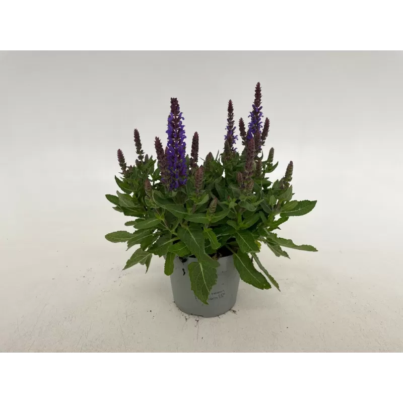 Salvia nemorosa BLAUW