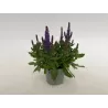 Salvia nemorosa BLAUW