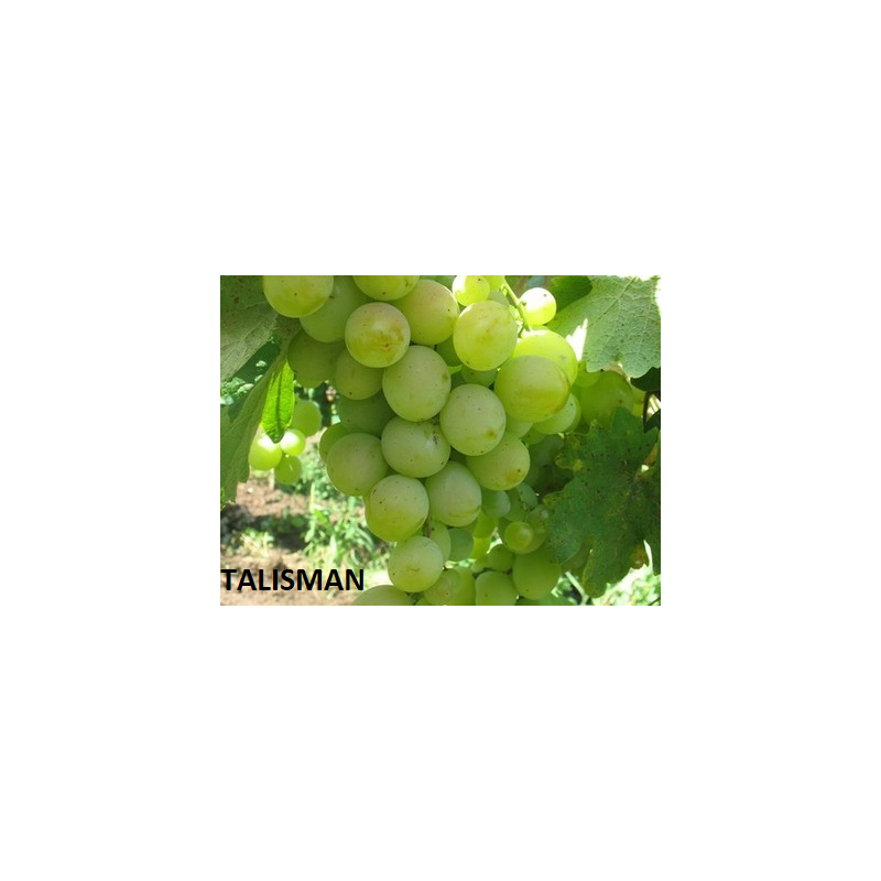 Vynmedis - Vitis TALISMAN C1 Vėlyva, žalia, tačiau įspūdingo grožio, labai didelės kekės, klasika