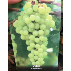 Vynmedis - Vitis VEEBLANC C1 (ankstyva, žalia geltona, tinka...