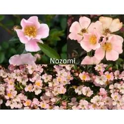 Rosa NOZOMI (HEIDEROSLEIN)