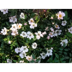 Rožė - Rosa NOZOMI (HEIDEROSLEIN)