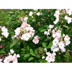 Rosa NOZOMI (HEIDEROSLEIN)