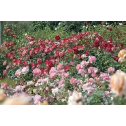 Rožių krūmai internetu su pristatymu į namus