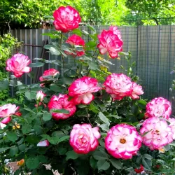 Rožė - Rosa JUBILE DU PRINCE DE MONACO