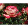 Rožė - Rosa JUBILE DU PRINCE DE MONACO
