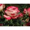 Rožė - Rosa JUBILE DU PRINCE DE MONACO