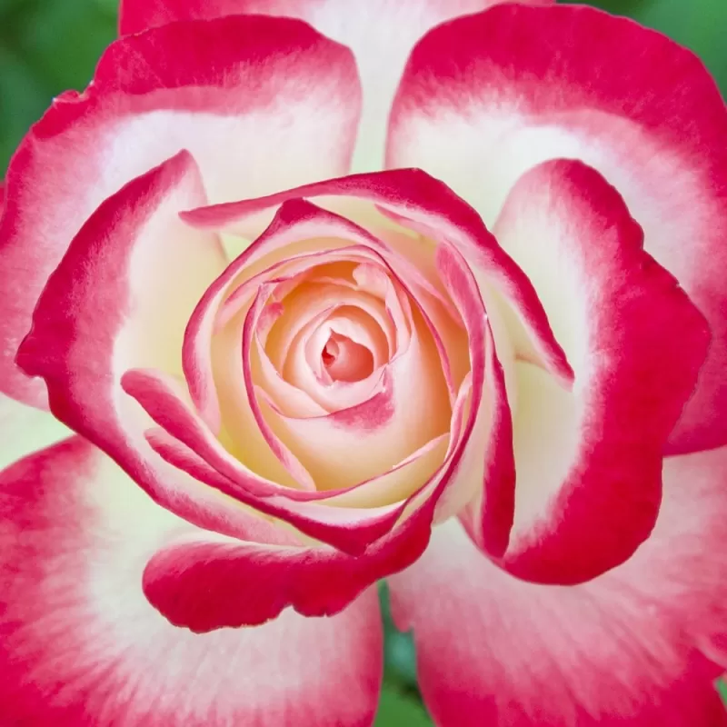 Rožė - Rosa JUBILE DU PRINCE DE MONACO