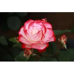 Rožė - Rosa JUBILE DU PRINCE DE MONACO