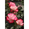 Rožė - Rosa JUBILE DU PRINCE DE MONACO