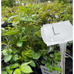 Rožė - Rosa LEMON FIZZ ®