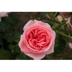 Rožė - Rosa KIMONO ®