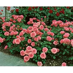 Rožė - Rosa KIMONO ®