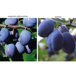 Naminė slyva - Prunus domestica DUO - VENGRINĖ+STANLEY