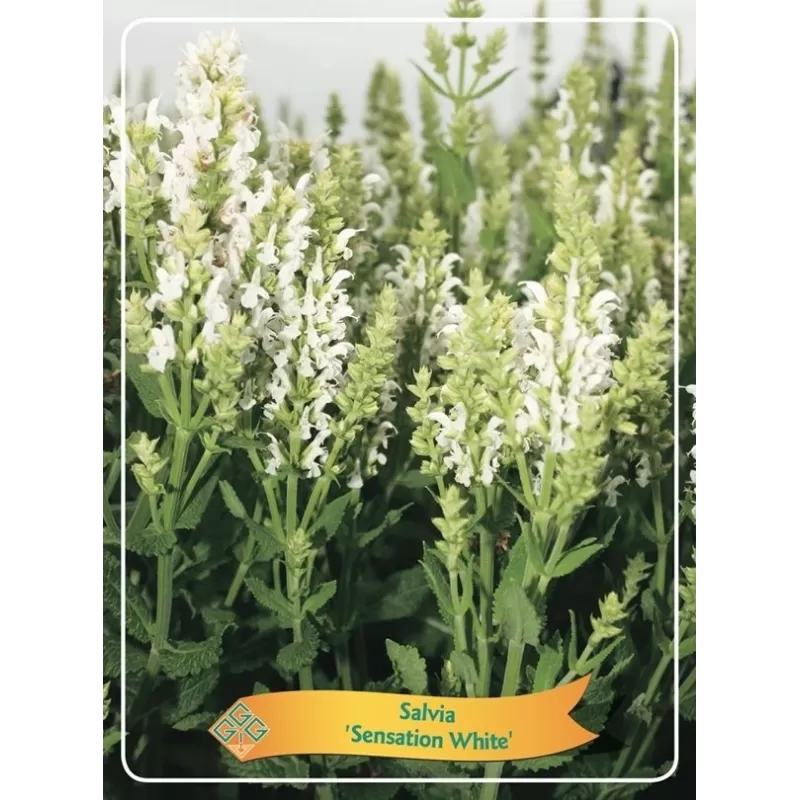 Šalavijas - Salvia nemorosa SENSATION WHITE