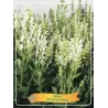 Šalavijas - Salvia nemorosa SENSATION WHITE