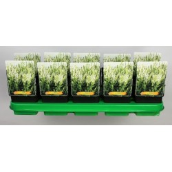 Salvia nemorosa SENSATION WHITE