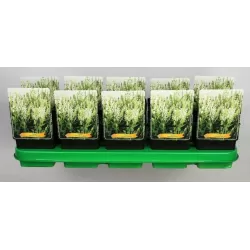 Salvia nemorosa SENSATION WHITE