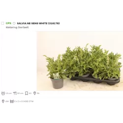 Salvia nemorosa SENSATION WHITE